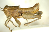 Tanquata dabadum Otte, 2014 now Tanquata kaiba Otte, 2014: male, lateral view. (Otu).