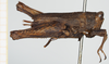 CollectionObject 1517903; b543741c-a62a-4cf1-b5ea-7be3cf0aeb9f, NHMUK10924423: female, lateral view (holotype). (CollectionObject).