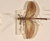 CollectionObject 1560631; 8a8909ba-d2f3-41cd-9b95-c3b734dbdf07: copyright UMO. male (lectotype). (CollectionObject).