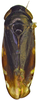 Habitus, dorsal view on Buloria gyponinoides Distant, 1908: Habitus, male, dorsal view. (Observation).