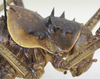 CollectionObject 1497410; cc28f471-bcfd-45ef-b48f-0c74e21dfe0c: male pronotum, lateral view. (CollectionObject).