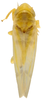 Habitus, dorsal view: !! display not done !! on Erythridula cauta (Beamer, 1935): Habitus (INHS collection). (Observation).