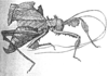 Acridoxena hewaniana Smith, 1865: Fig. 724 A. female habitus. (Otu).