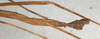 CollectionObject 1559500; NMW 498, d757de60-0341-4b6f-993b-add31fc3b221: copyright NMW, Vienna. male: end of abdomen, lateral view (syntype). (CollectionObject).