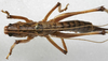 CollectionObject 1539648; 2e85d8d8-a644-4cb5-97bf-2dbbf76a71ee: female dorsal (syntype). (CollectionObject).;CollectionObject 1539649; 5e308dca-8056-47c1-bdb5-c15e234c7dc5: female dorsal (syntype). (CollectionObject).