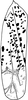 Forewing: !! display not done !! on Limassolla (Limassolla) multimacula Chiang, Lee & Knight, 1988: Forewing. (Observation).