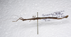 CollectionObject 1581333; 1b309cc3-7a89-44be-9d58-f8ad87540c99: copyright ZRC Singapore. male, lateral view (paratype). (CollectionObject).