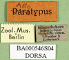 CollectionObject 1502507; 560779e0-2b26-489f-ba56-c6287ea2dd03, DORSA BA000546S04: labels (syntype). (CollectionObject).