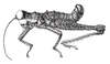 Kyphiacris andeana Carbonell & Descamps, 1978: Fig. 33. male habitus. (Otu).