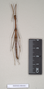 CollectionObject 1562894; d831fcab-a385-4738-a159-bac8672e4a43: copyright Natural History Museum, London. male (paratype). (CollectionObject).;CollectionObject 1562895; c1edf312-107d-49d6-a947-44a7c15925f3: copyright Natural History Museum, London. male (paratype). (CollectionObject).