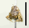 CollectionObject 1535327; 80b4589a-b575-45d7-860d-cfc2bdf0317f: female, frontal view (holotype, scale bar 5 mm). (CollectionObject).