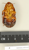 CollectionObject 1572991; c006cb4d-09c2-4d94-b7e7-2f992474be87: Copyright Natural History Museum, London. Non-type (female nymph) in BM(NH). Ventral view. (CollectionObject).