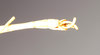 CollectionObject 1558070; NHMUK(SF IMPORT DUPLICATE) 844914, 0a958623-039b-41fa-b1af-2e1d278ce32f: copyright Natural History Museum, London. male: end of abdomen, ventral view (holotype). (CollectionObject).