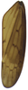 Forewing on Coarctana occultata Domahovski & Cavichioli, 2023: Male holotype [MUSM]: forewing. (Observation).