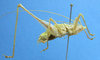 CollectionObject 1580352; MUJ ORT025, 312fa495-0fa6-4ac7-bd02-279c3124144d: male, lateral view. (CollectionObject).