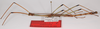 CollectionObject 1563070; 1ece76e5-1f50-4218-90a8-569630e9bc99: copyright ZSMC. male, lateral view (paratype). (CollectionObject).
