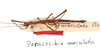 CollectionObject 1560926; 1ef775fc-9b75-4305-9624-fe183cb925b6: copyright MNCN, Madrid. male (holotype). (CollectionObject).