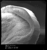 Pantecphylus (Pantecphylus) cerambycinus Karsch, 1891: male plectrum. (Otu).