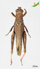 CollectionObject 2245790; Unioeste Cascavel K-0938, 3dbf2d79-42d6-4b8a-a344-9fa312596304: Female, dorsal view. (CollectionObject).