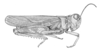 Xanthippus corallipes (Haldeman, 1852): Fig. 10. male habitus (Hippiscus altivolus). (Otu).