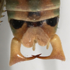 CollectionObject 1527096; f9b6850b-f393-4da0-b498-14d2b1f424fe: male cerci (neotype). (CollectionObject).