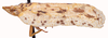 Habitus, lateral view on Atracodes fasciculosus maculosus (Metcalf & Bruner, 1948): (Observation).