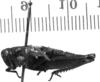 CollectionObject 1540925; 19dc0e2d-54fe-475b-b8ff-3fc6afb44681: Image, Carbonell, C.S. female, lateral view (lectotype). (CollectionObject).