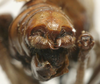 CollectionObject 1535953; 0c1cf85f-2457-4606-bc4b-fe4a02b03fb4: male abdomen tip, posterior view (syntype). (CollectionObject).