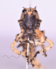 CollectionObject 1544707; UDBC<IH> MUD 046 ORT, dbf5e890-6786-4fe1-a701-a6edb7b4db4d: female, frons (paratype). (CollectionObject).