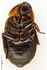 CollectionObject 1587352; MNHN(SF IMPORT DUPLICATE) MNHN-EP-EP3436, 48ddd83d-d2c2-4500-8ce4-d467c2f1ce20: CC BY-NC-ND 4.0/MNHN - Depraetere Marion - 2014. Syntype, sex unknown, of hova Saussure & Zehntner, 1895. Specimen number: MNHN-EP-EP3436. http://coldb.mnhn.fr/catalognumber/mnhn/ep/ep3436. (CollectionObject).