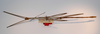CollectionObject 1560390; 2ee610d8-3a4a-489e-b676-3d5ab6d68b82: Copyright MNCN, Madrid. male, dorsal view (holotype). (CollectionObject).