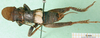 CollectionObject 1501816; bcb38272-517f-47d5-86be-be8c494b26e3: male, dorsal view. (CollectionObject).