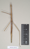CollectionObject 1558030; b13e432c-573d-4544-bada-a88b6f3572c8: copyright Natural History Museum, London. female (syntype). (CollectionObject).;CollectionObject 1558031; e7723eee-9b4e-43ca-bac0-c5aad6b05318: copyright Natural History Museum, London. female (syntype). (CollectionObject).