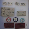 Other: !! display not done !! on Micrutalis pallens Fowler, 1895: (Observation).