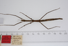 CollectionObject 1561707; a0f2e313-1b6b-42b0-8e11-519484c44c98: copyright ZMUH, Hamburg. female, dorsal view of synonym Cuniculina modesta (syntype). (CollectionObject).