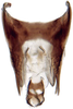Pygofer, dorsal view: Opsius stactogalus, pygofer, dorsally (INHS). (Observation).