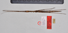 CollectionObject 1562689; 3bbbe859-9664-4566-ad6e-06c649b7a7b9: copyright QM. female: dorsal view (holotype). (CollectionObject).