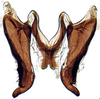 Connective on Anoterostemma ivanoffi (Lethierry, 1876): Anoterostemma ivanhoffi, connective and styles, ventrally (INHS). (Observation).