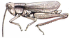 male habitus. Depicts Chloealtis abdominalis (Thomas, 1873), an Otu.