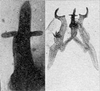 Other on Erythridula angularis (Beamer, 1930): Aedeagus, connective, and styli. (Observation).