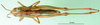 CollectionObject 1500275; e43b7960-4b84-4617-90ac-0a741fea37f4: female, dorsal view (syntype). (CollectionObject).