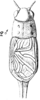 Acanthoplistus birmanus Saussure, 1877: Pl.15, Fig.31(2). male, dorsal view. (Otu).