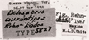 CollectionObject 1524407; 06627086-6473-4683-890e-6c95d25b2eeb: Image C.S. Carbonell. labels (holotype of Belosacris aurantipes). (CollectionObject).