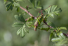 CollectionObject 1591460; 7d4c906f-0880-42f0-8381-9efc40ee2fa2: male (RO: Tufani). (CollectionObject).