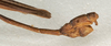 CollectionObject 1558320; 2ff244ae-5c13-4803-b88f-366c37c71218: copyright NMW, Vienna. male: end of abdomen, lateral view (syntype). (CollectionObject).;CollectionObject 1558321; b6802191-713c-4cd5-bc7e-5e3965806a14: copyright NMW, Vienna. male: end of abdomen, lateral view (syntype). (CollectionObject).
