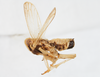 Habitus, lateral view on Calbodus pallidulus Blanchard, 1852: (Observation).