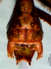 CollectionObject 1503287; MBBJ 3224154, 2bd0fb8b-515a-4bd8-8603-ca5d25a06b2b: male cerci. (CollectionObject).