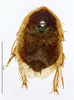 CollectionObject 1587476; MNHN(SF IMPORT DUPLICATE) MNHN-EP-EP733, b22e42f9-919a-4496-9b00-4bfff9b45bbf: CC BY-NC-ND 4.0/MNHN - Depraetere Marion - 2014. Type, female, of cypria Chopard, 1929. Specimen number: MNHN-EP-EP733. http://coldb.mnhn.fr/catalognumber/mnhn/ep/ep733. (CollectionObject).