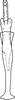 Aedeagus, ventral view on Coganoa indica Sohi, Mann & Shenhmar, 1987: Aedeagus, ventral view. (Observation).