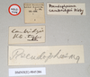 CollectionObject 1561422; b86d2261-af7b-42b9-8c07-f19c627f1212: copyright Natural History Museum, London. male, data labels (holotype). (CollectionObject).